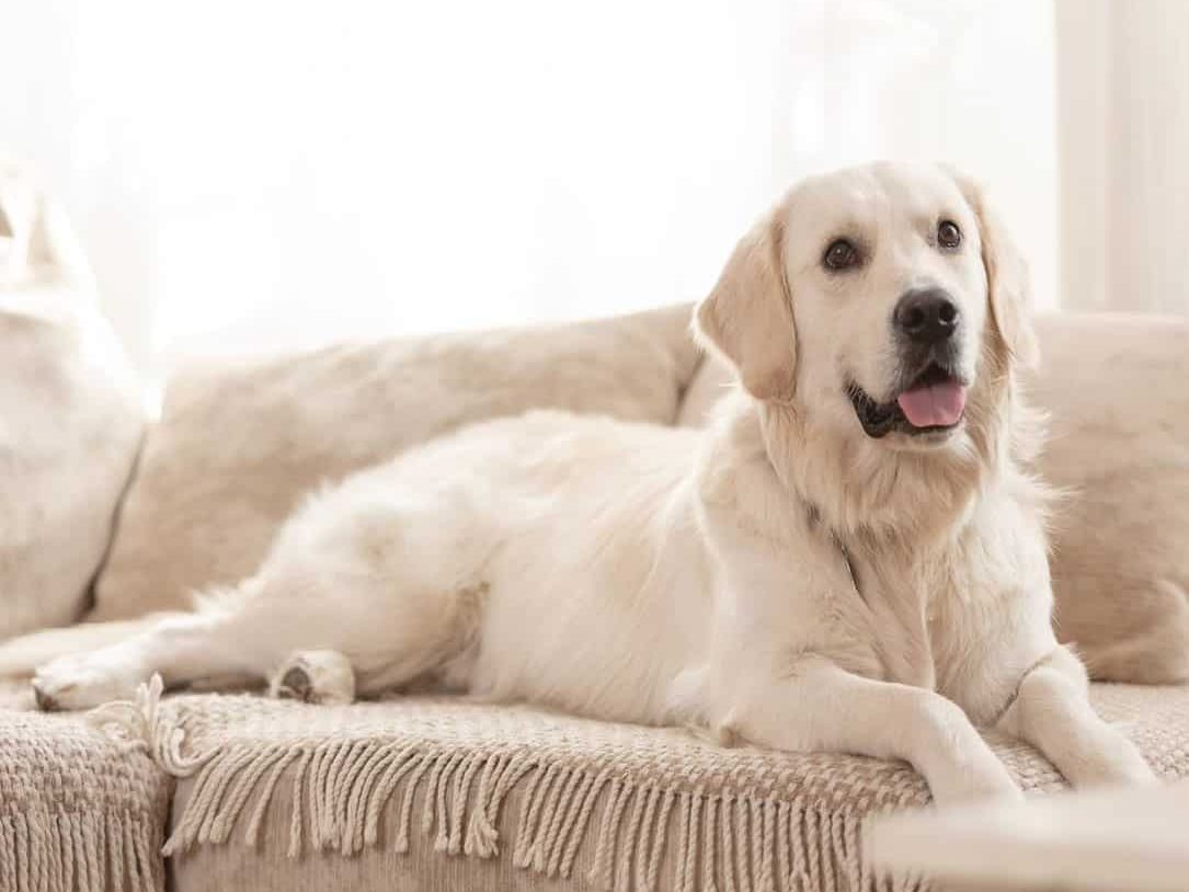 Cute Big White Dog Lies On The Sofa — Chalet Motor Inn In Bundaberg West, QLD
